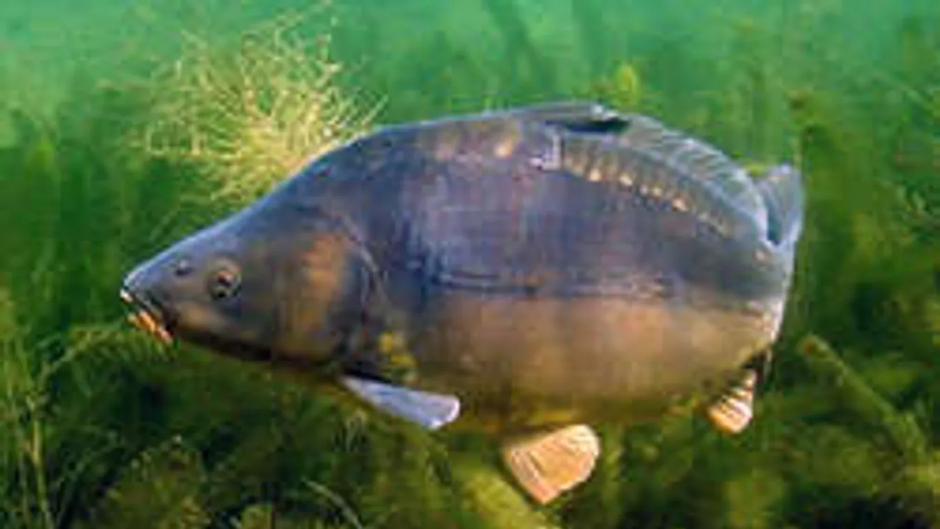 Mikor ehetünk már végre balatoni halat a Balatonon?