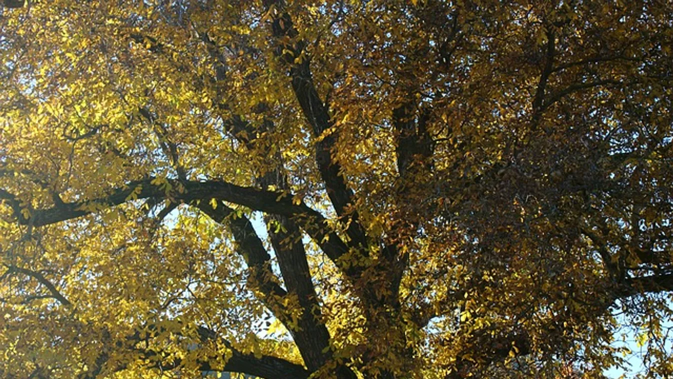 Ezt kell tenned a diófa levelével most, és ez nagyon komoly