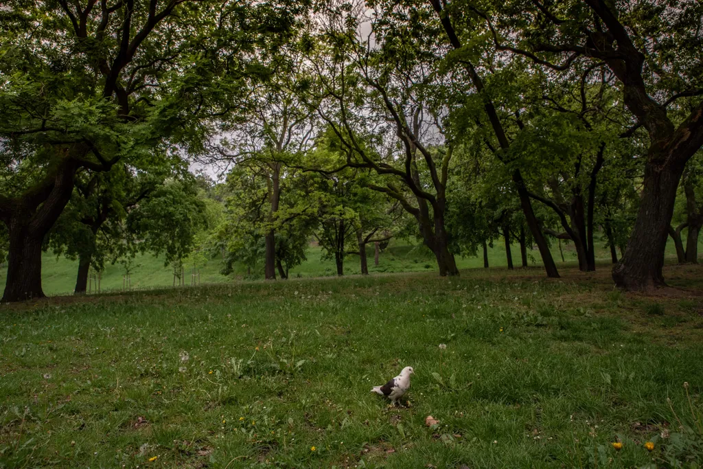 A máskor klasszikus koncertek helyszene, a budapesti Tabán is üresen kong most