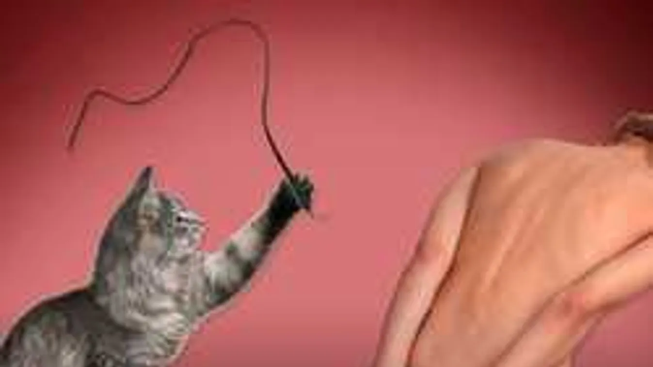 Mi köze a kikötözős szex bonyolult lélektanának a házi macskához?