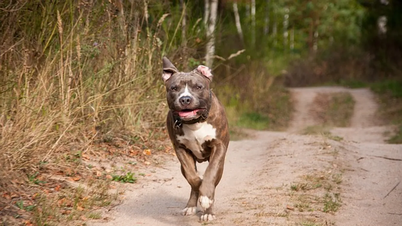 Két kisgyerekkel volt a harci kutya, de hirtelen váratlan dolog történt