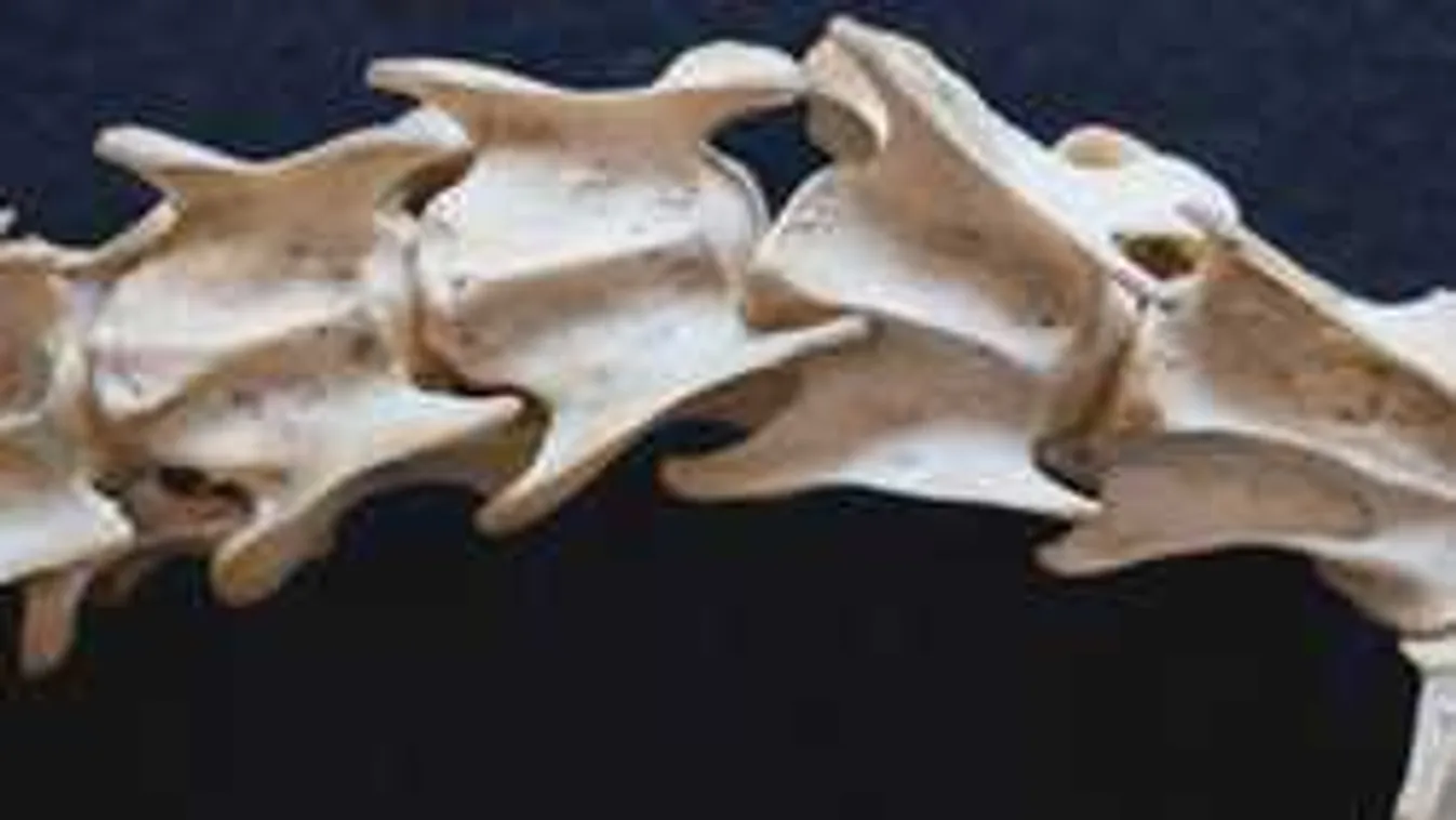 Hatalmas bejelentést tettek a tudósok: hátborzongató, mit találtak az útépítésen