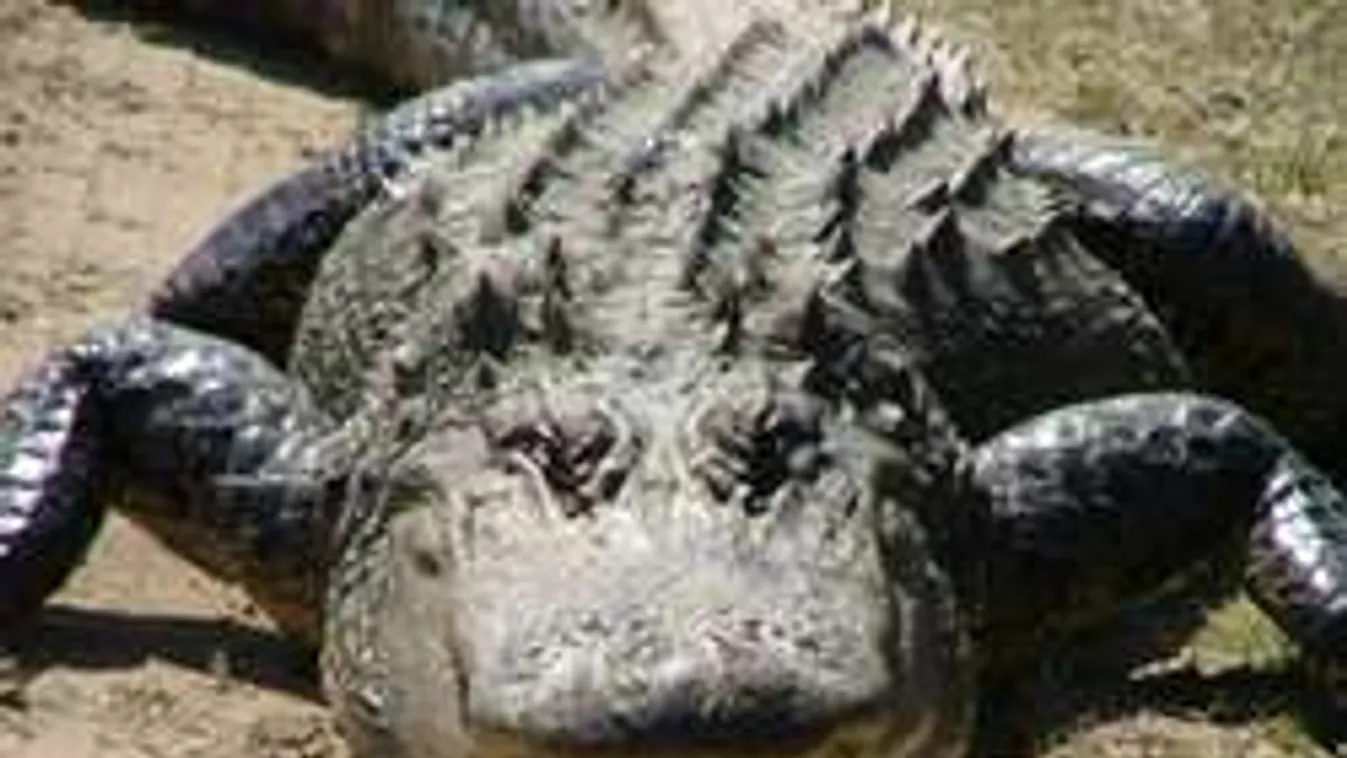 Nagy a baj: Vérszomjas aligátoroktól féltik a riói olimpikonokat!