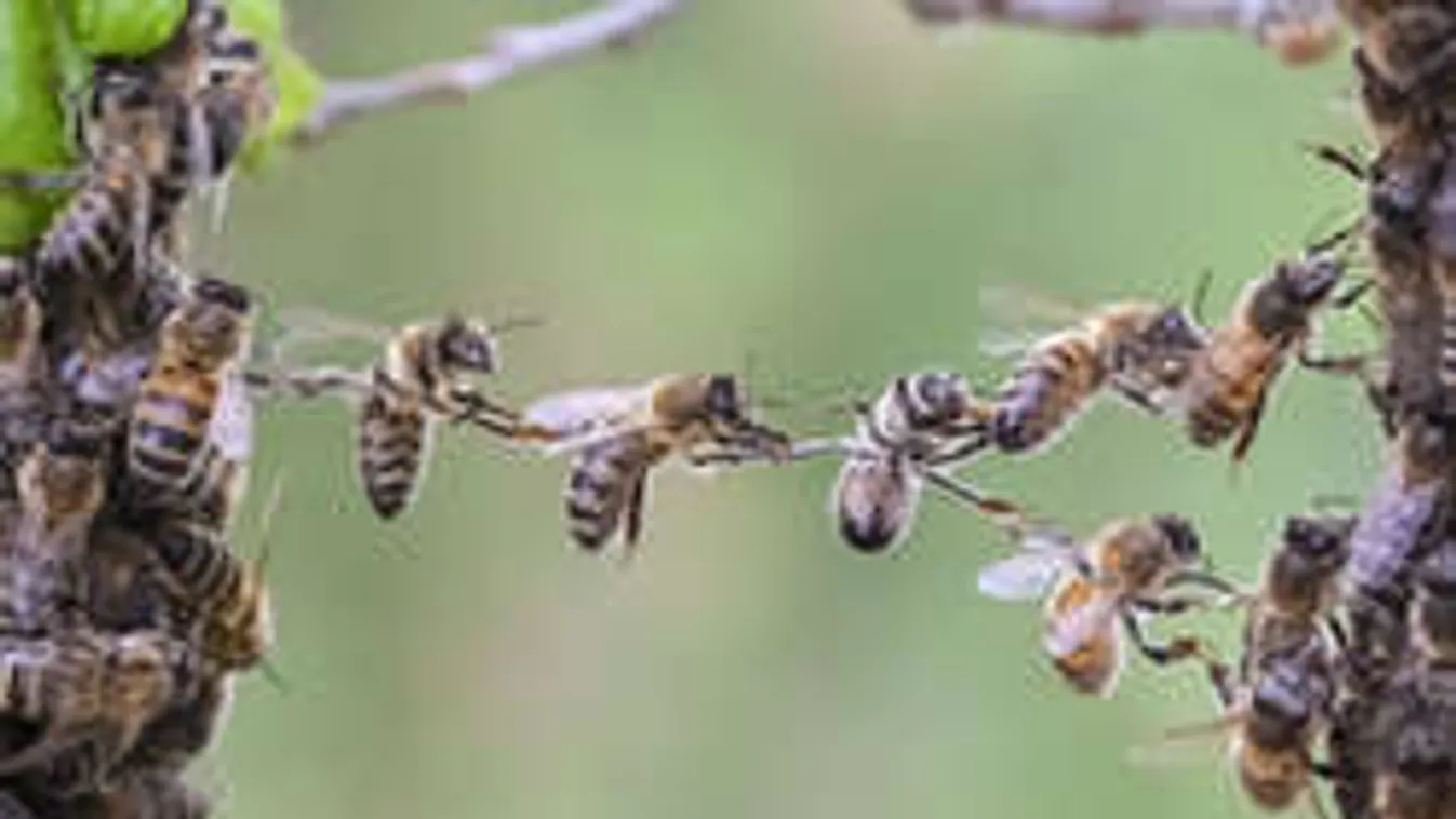 Életveszélyes tévhit terjed, gyereket, felnőttet egyaránt fenyeget