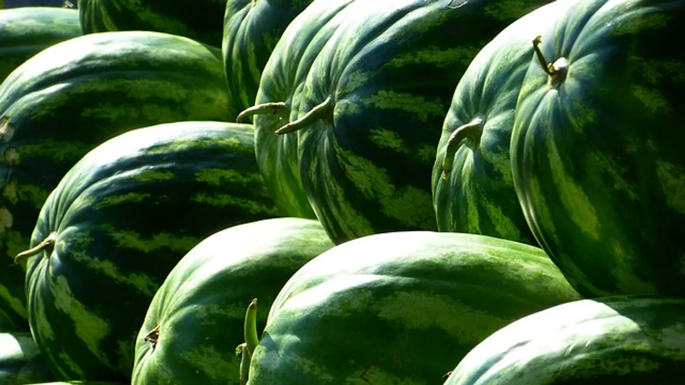 Nem hiszed el, mit csinált a dinnyeföldön a magyar nőgyógyász