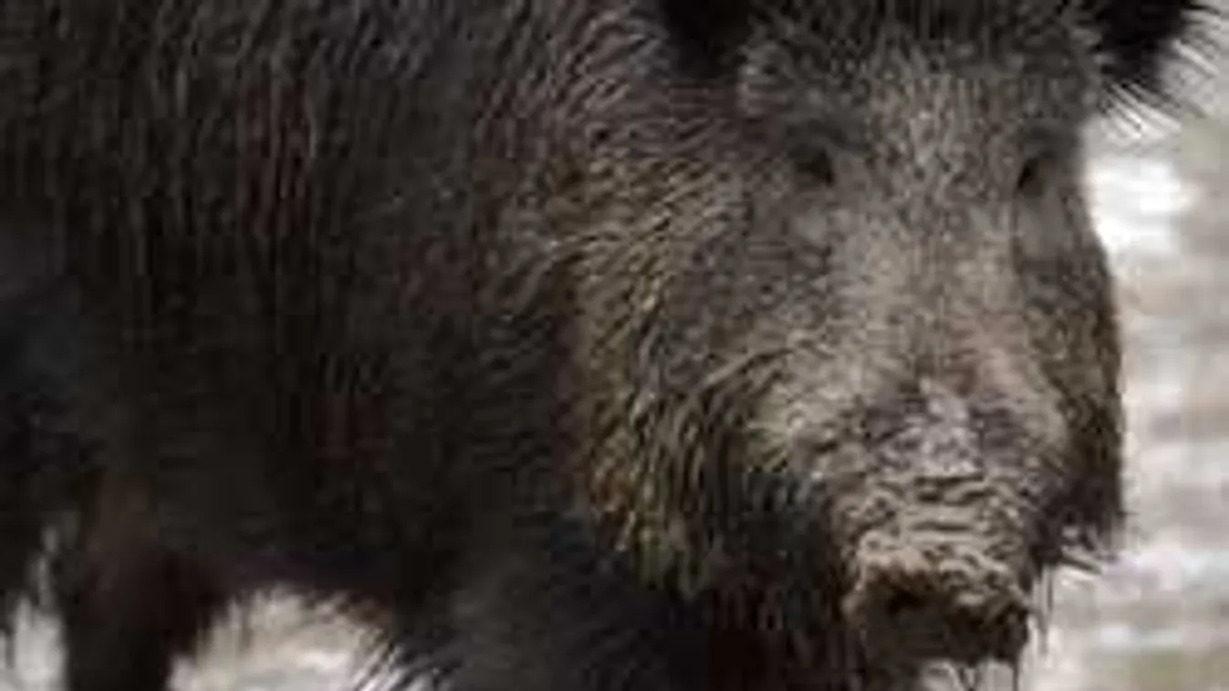 Erre senki nem számított: magyar hírességért rajong a világ