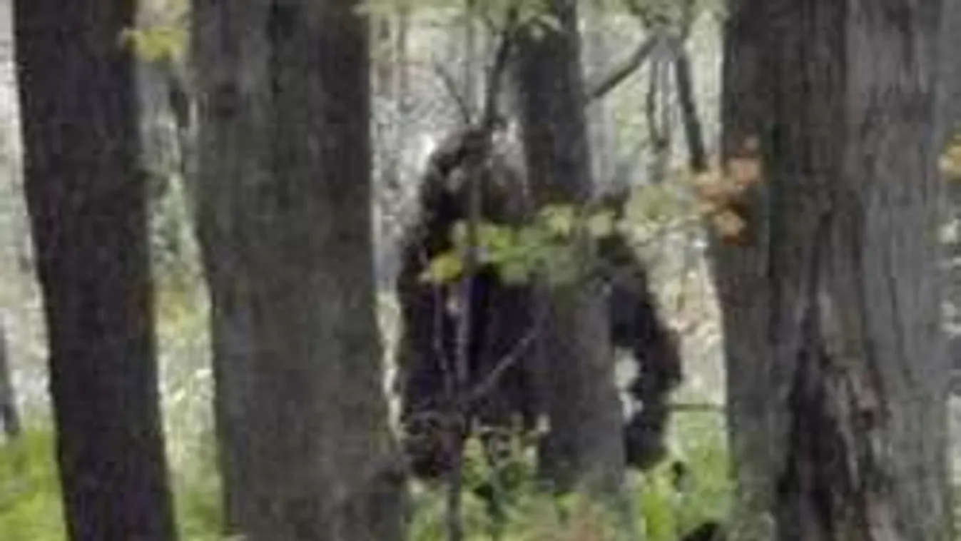 Szenzációs felvétel: először filmezték közelről a Bigfoot-ot!