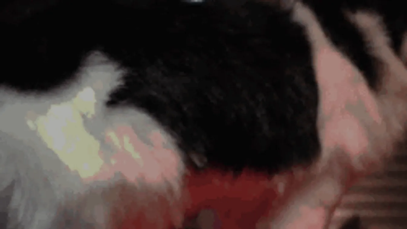 Õrült hóbort a macskafenék ékszer! Terjed már nálunk is- Videó