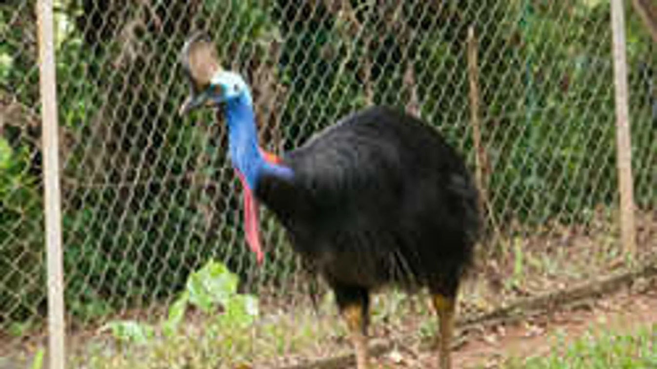 Ez lesz a  gyilkos futómadár sorsa