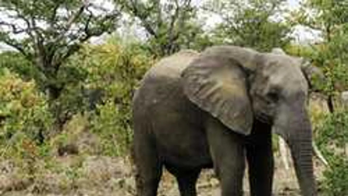 Nem ilyen halálra készült a nagy állatbarát