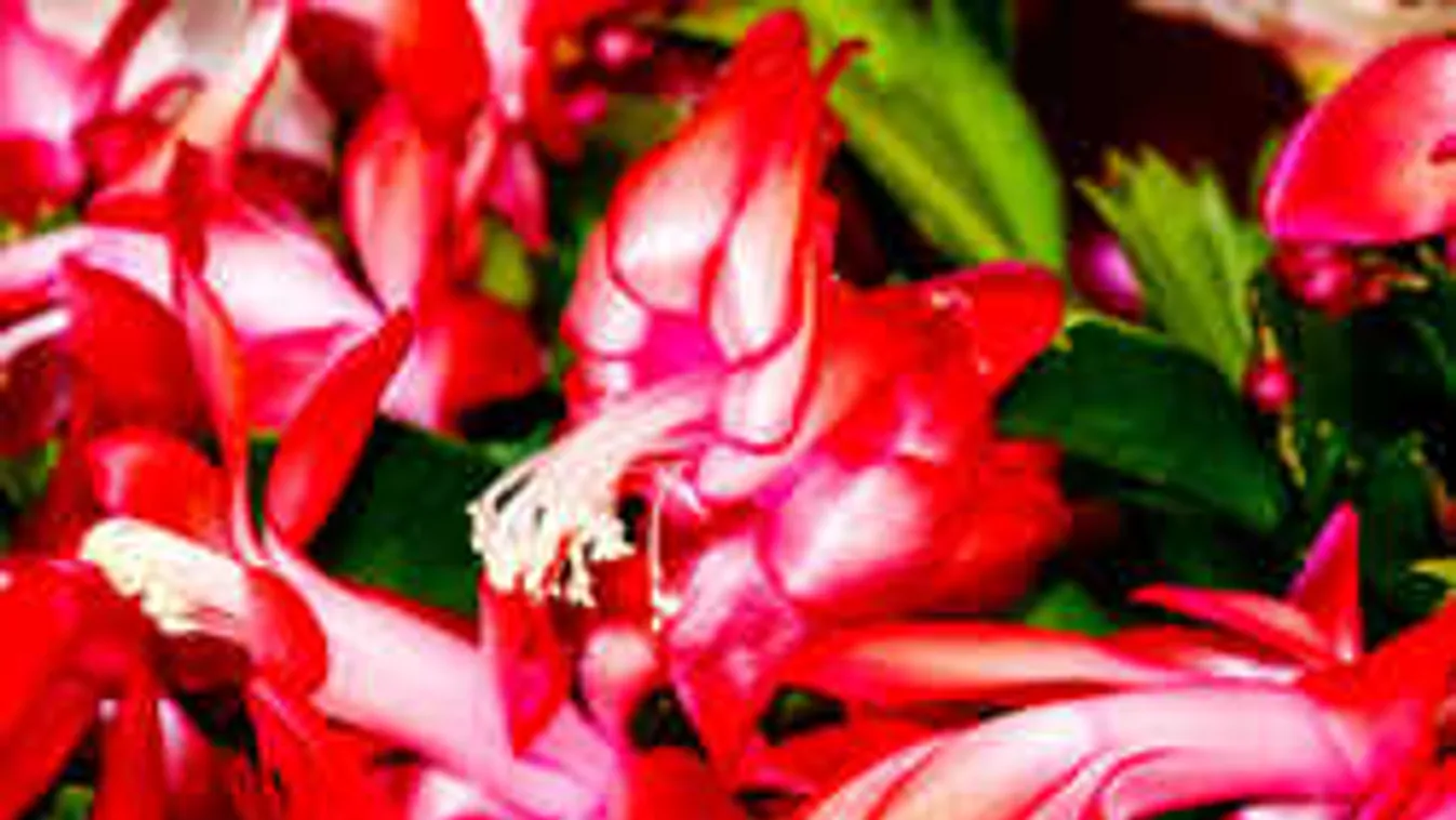 Szeretnéd, ha virágba borulna a karácsonyi kaktuszod? Itt a trükk