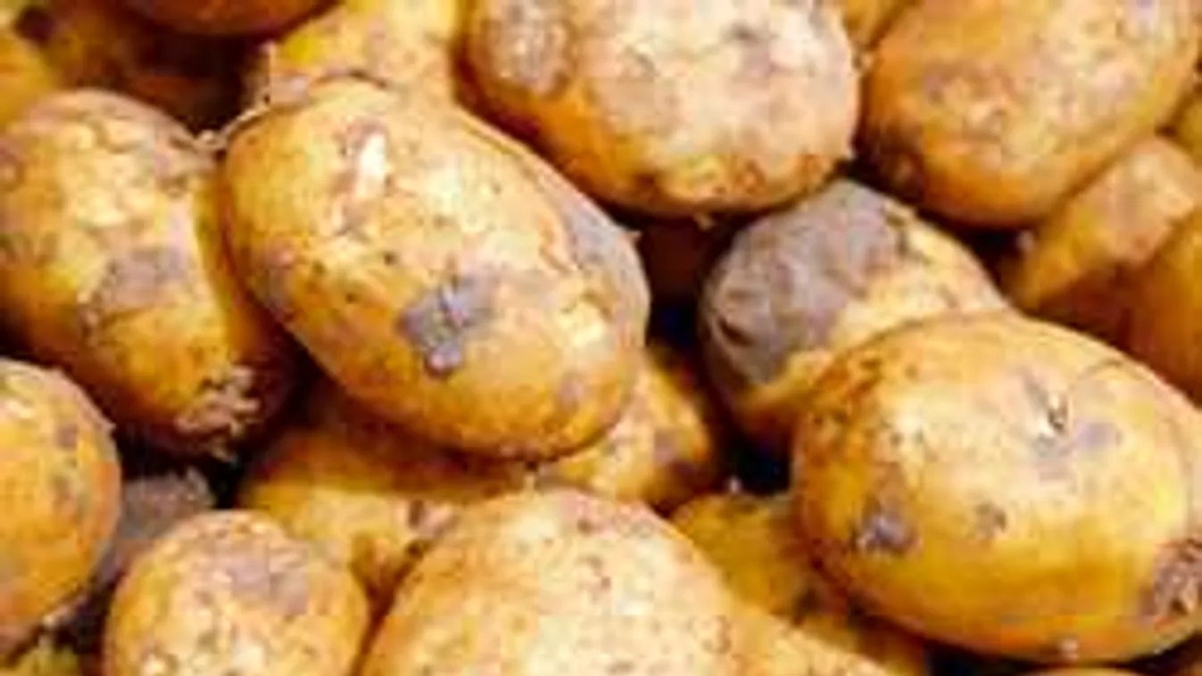 Veszélyben a krumpli, mentőakció indult