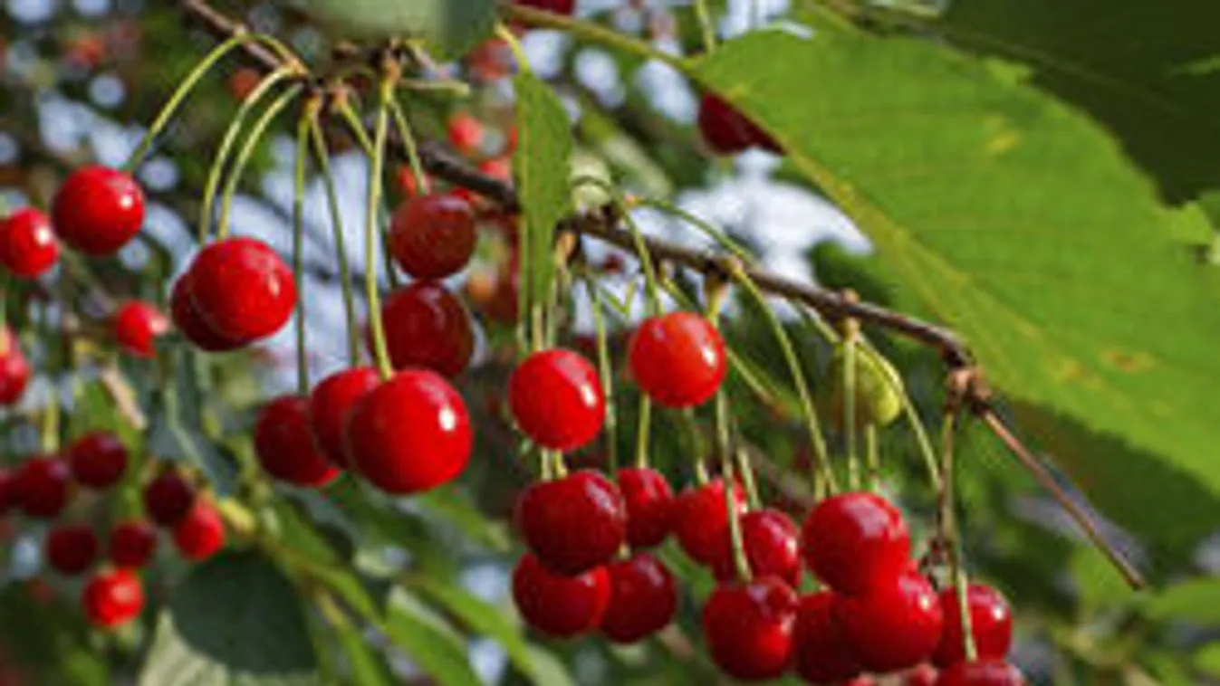 Figyelem! Ingyen meggyet osztanak szombat estig!