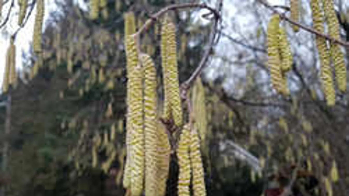 Döbbenet, máris kitört az allergiaszezon