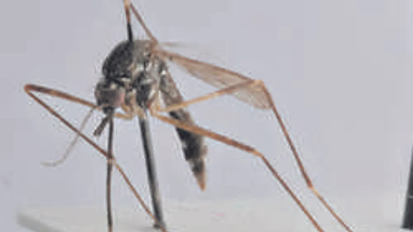 Óriási csípésekkel támadnak itthon is az ázsiai szúnyogok