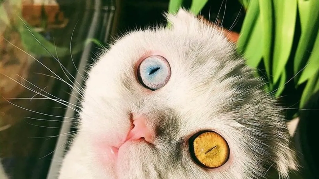 Tündéri fotók készültek Joseph-ről, a világ legfurcsább macskájáról