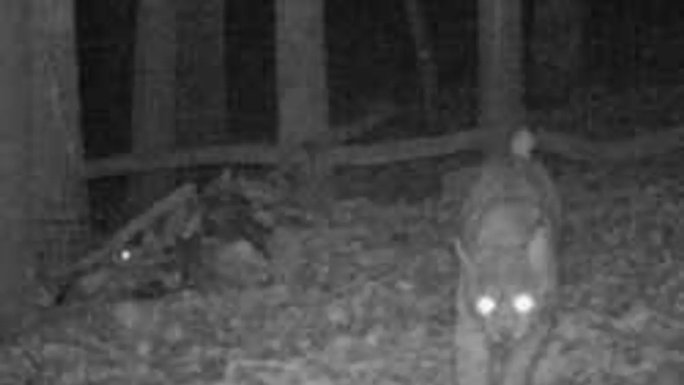 Rég nem láttak már ilyen állatot Aggteleknél