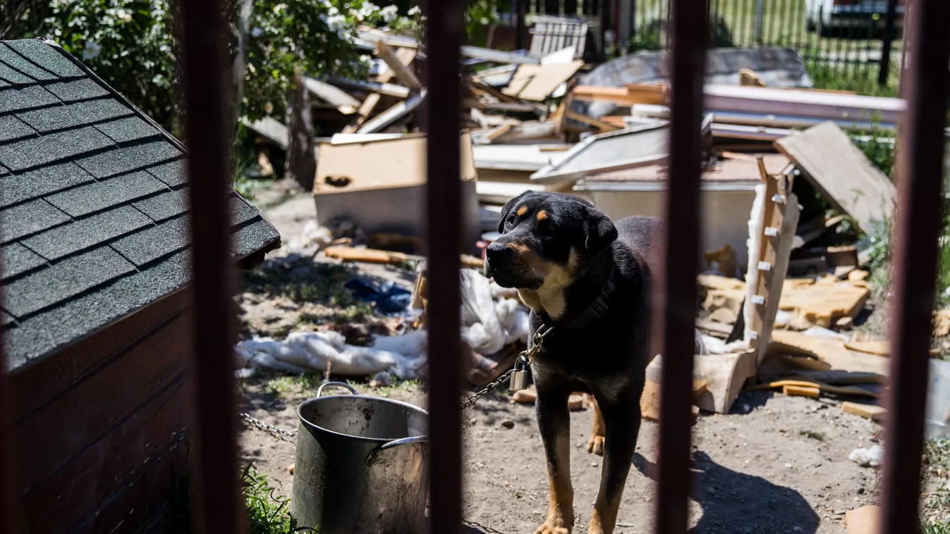 Kitépett egy darabot a pitbull a 12 éves Timi lábából: „ömlött belőle a vér”