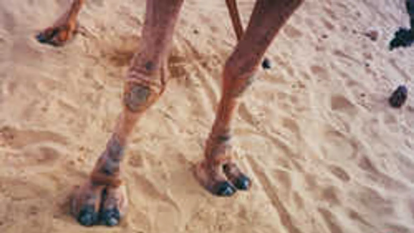 Itt a nagy tevepata-átverés!