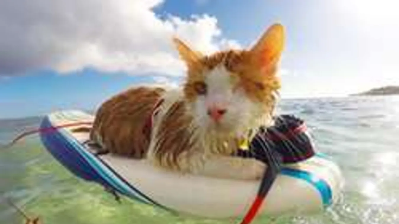 Elképesztő, mire képes ez a félszemű kiscica!