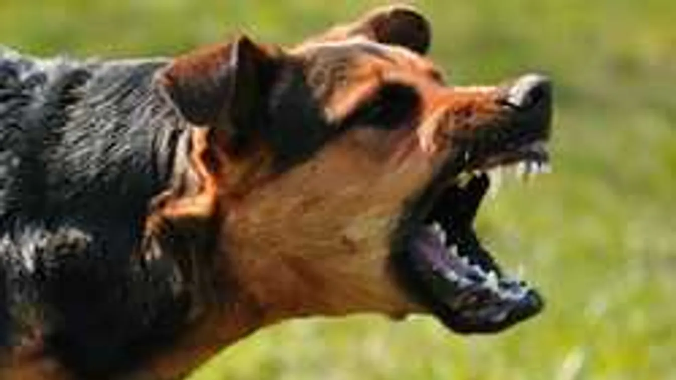 Vérengző kutyák téptek ki több darabot a nagymegyeri nagymama combjából