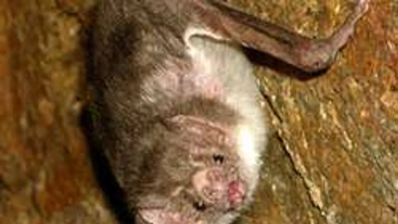 Bizarr: Több ezer denevért falaztak be egy esztergomi iskolába