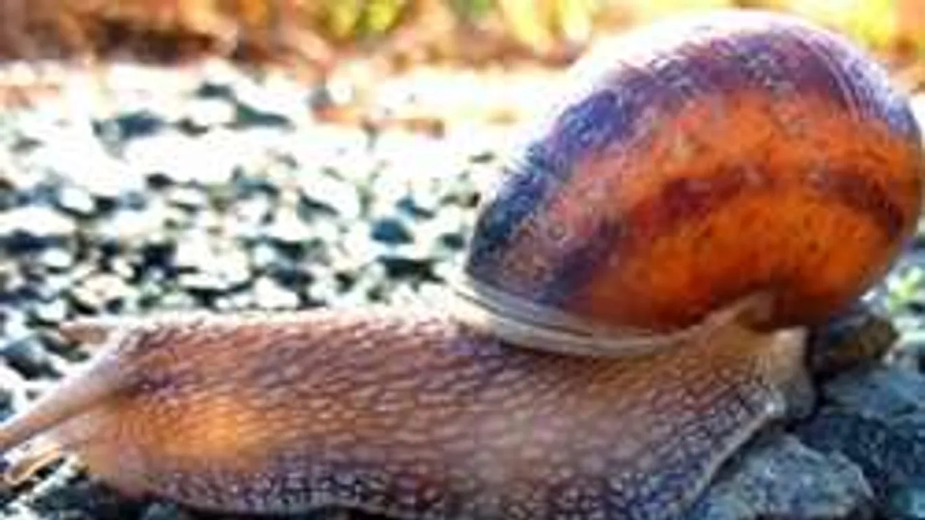 Csigatakony miatt borult fel egy Trabant!