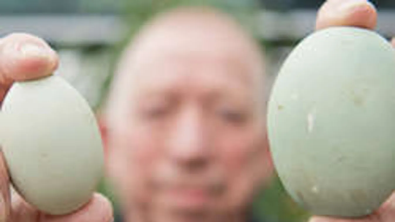 Akkora tojást tojt egy német tyúk, amin még ő is meglepődött!