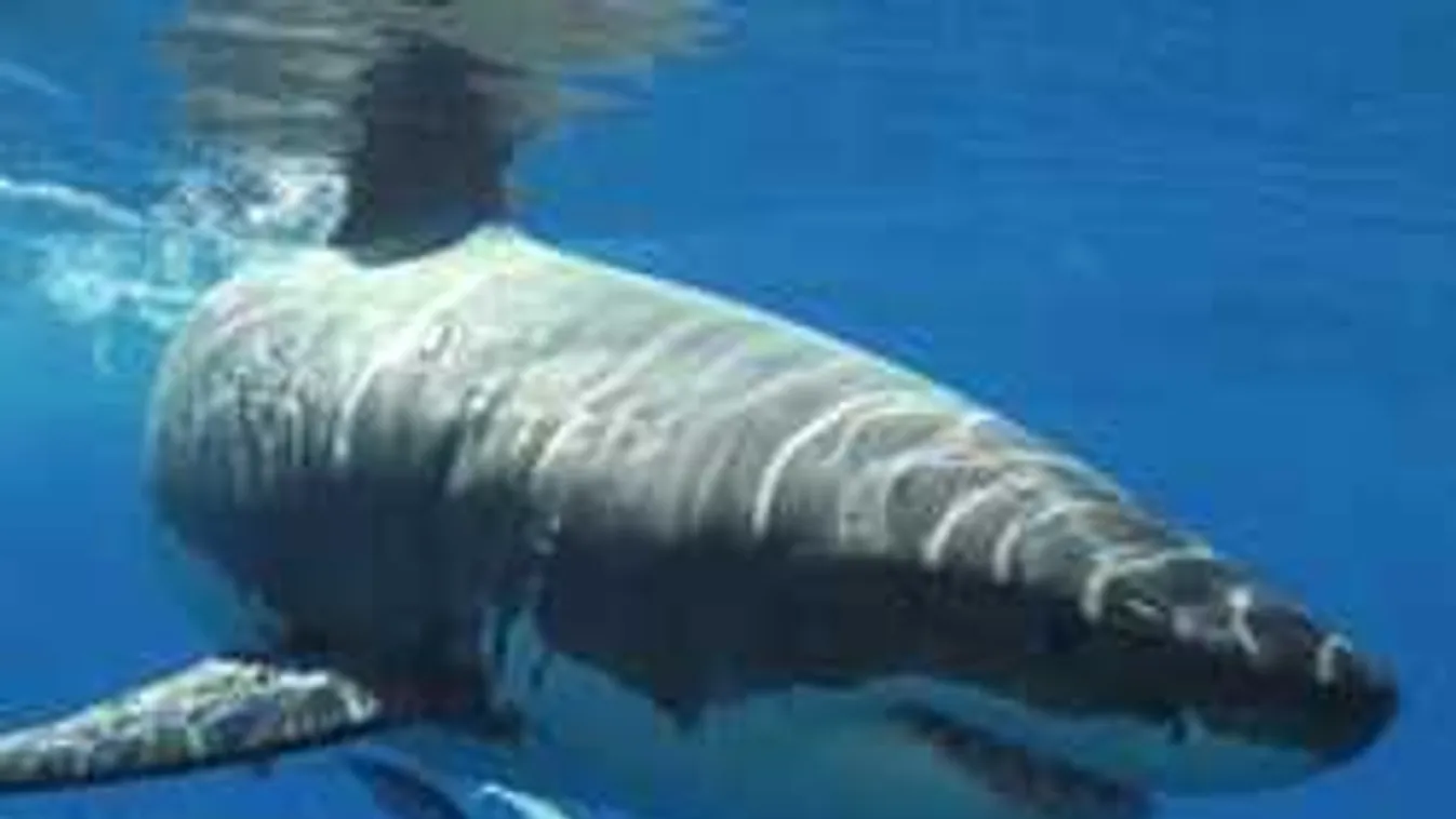 Gyilkolt a fehér cápa, szörnyethalt a szörfös tinilány