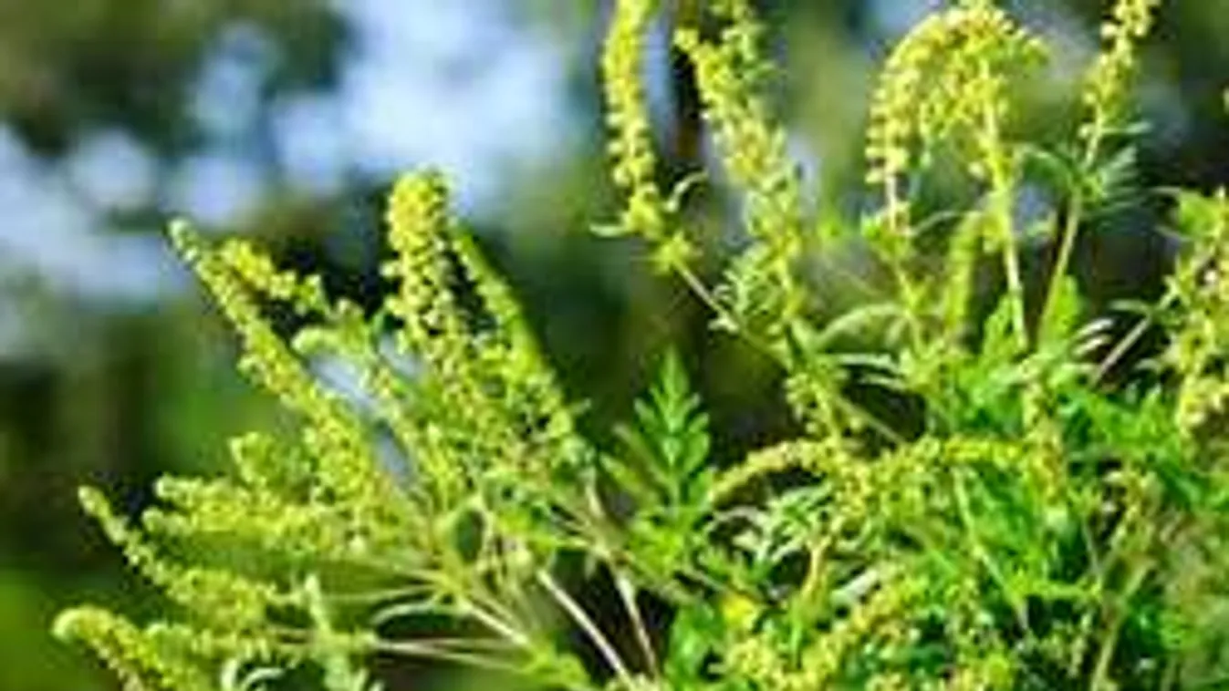 Irtsd a parlagfüvet, különben jön a bírság!