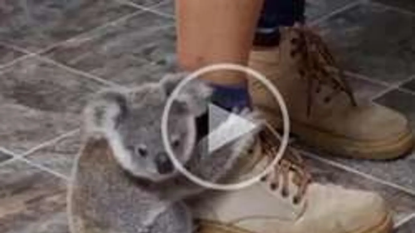 Koalabébi a net új sztárja!