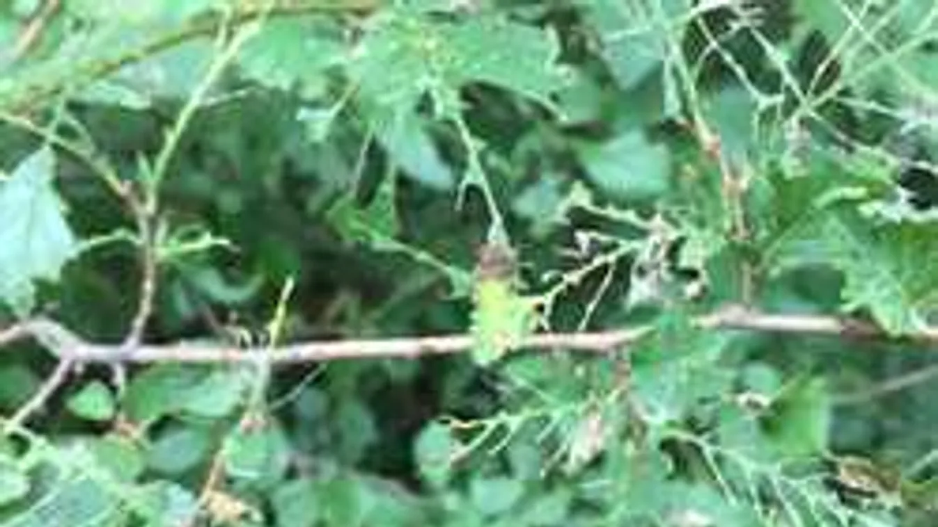 Nyakunkon a katasztrófa: tarrágás pusztít az erdőkben