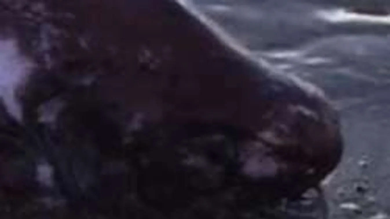 Ijesztő lényt vetett partra a tenger Alaszkában!