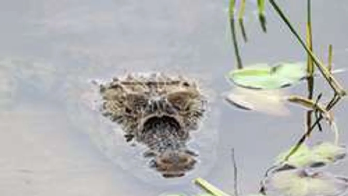 A természet visszavág, vadállatok a riói golfpályán