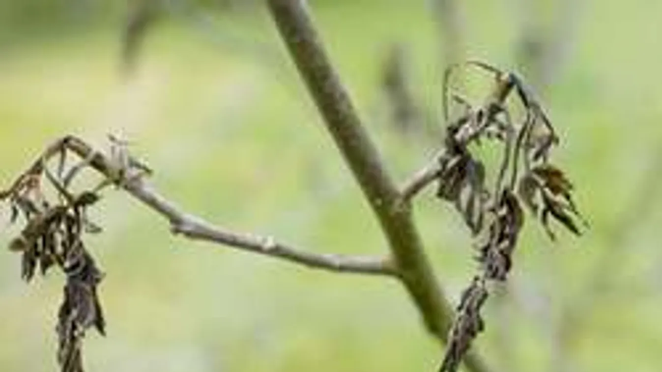 Parázs vita a fagykárról: Elkerülhették volna a gazdák a veszteséget?