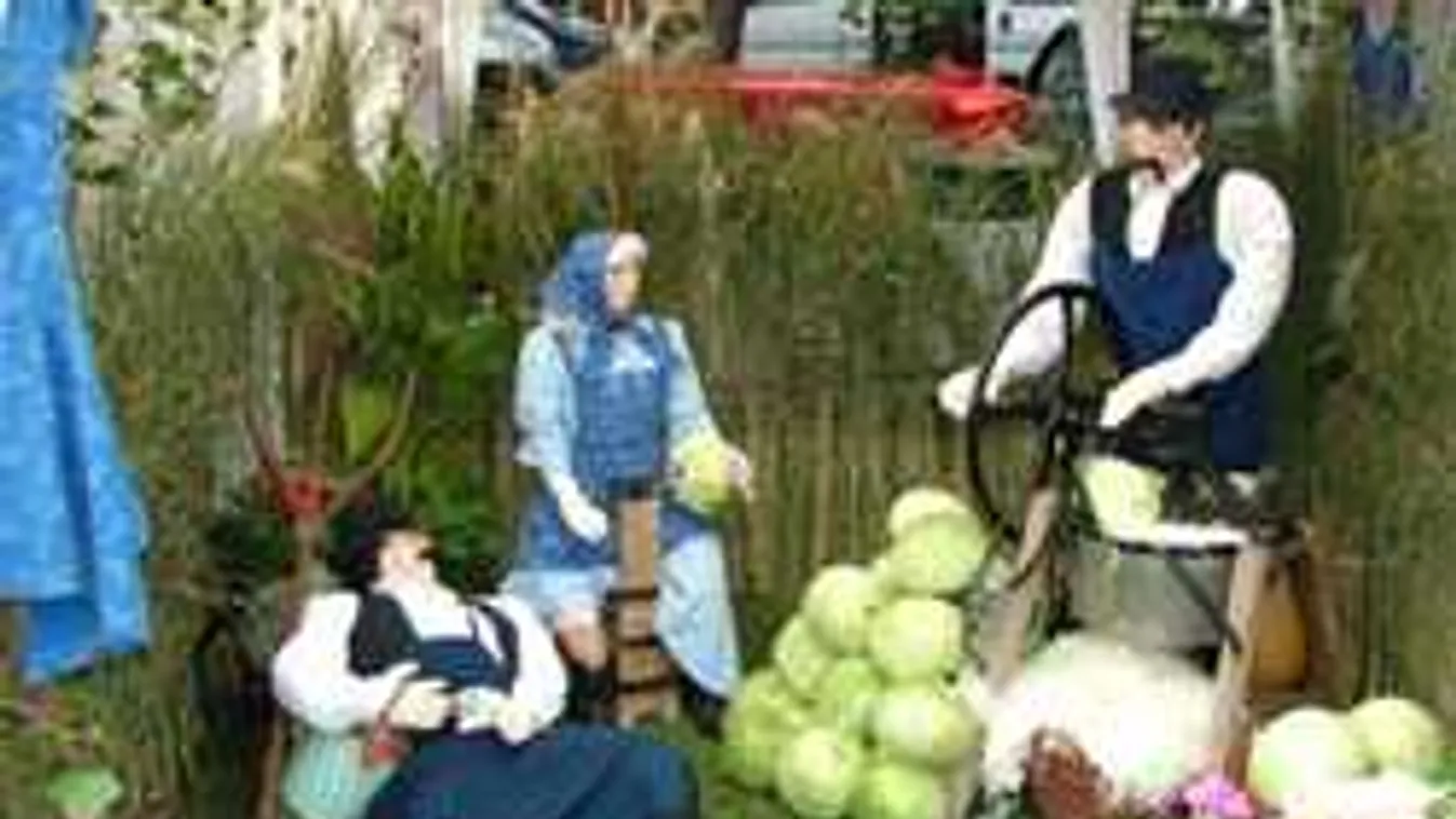 Keresik az ország legnagyobb káposztáját!