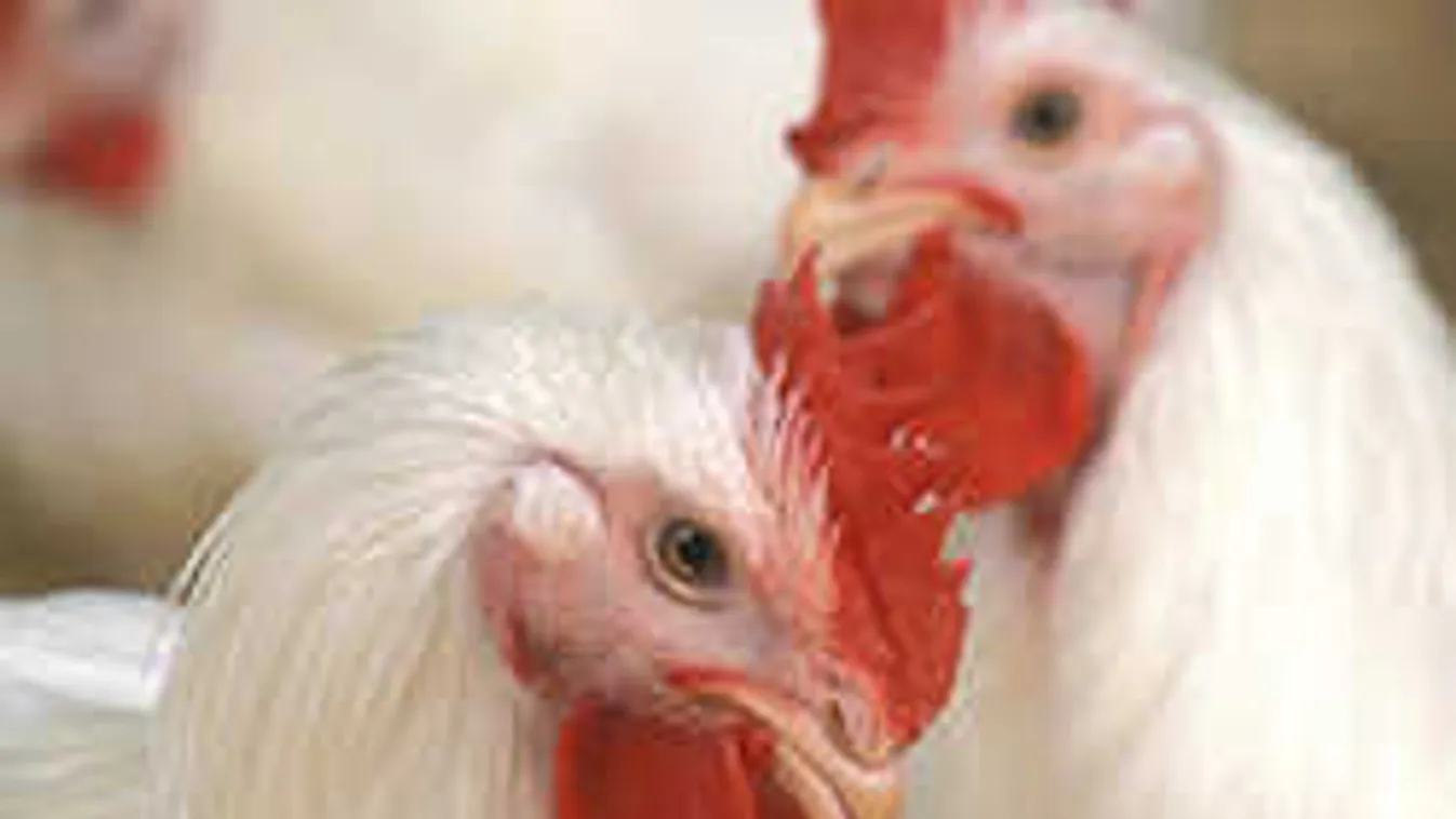 Madárinfluenza miatt leállították a baromfiimportot az oroszok!