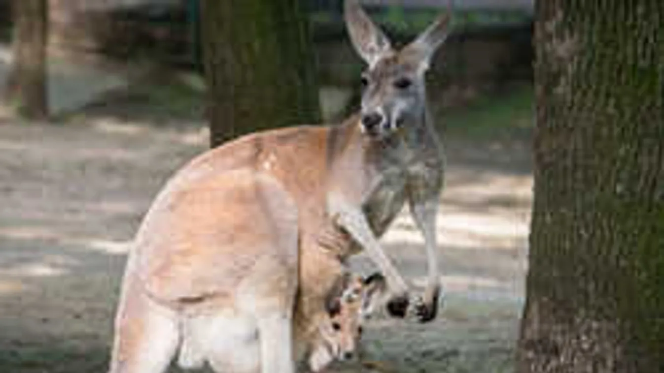 Visszakerült gazdájához az Orosházán bóklászó kenguru