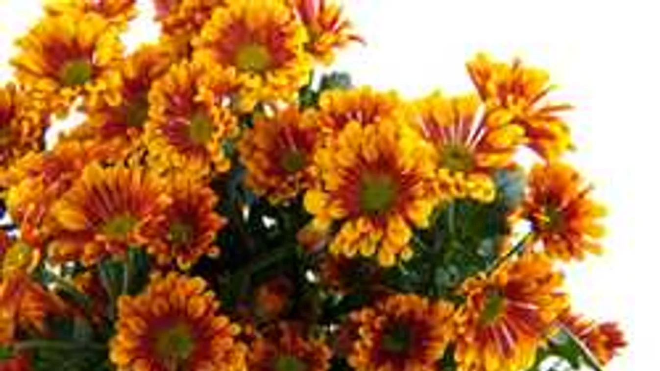 Krizantémot vettél? Itt a pontos útmutató, hogy kell bánni vele