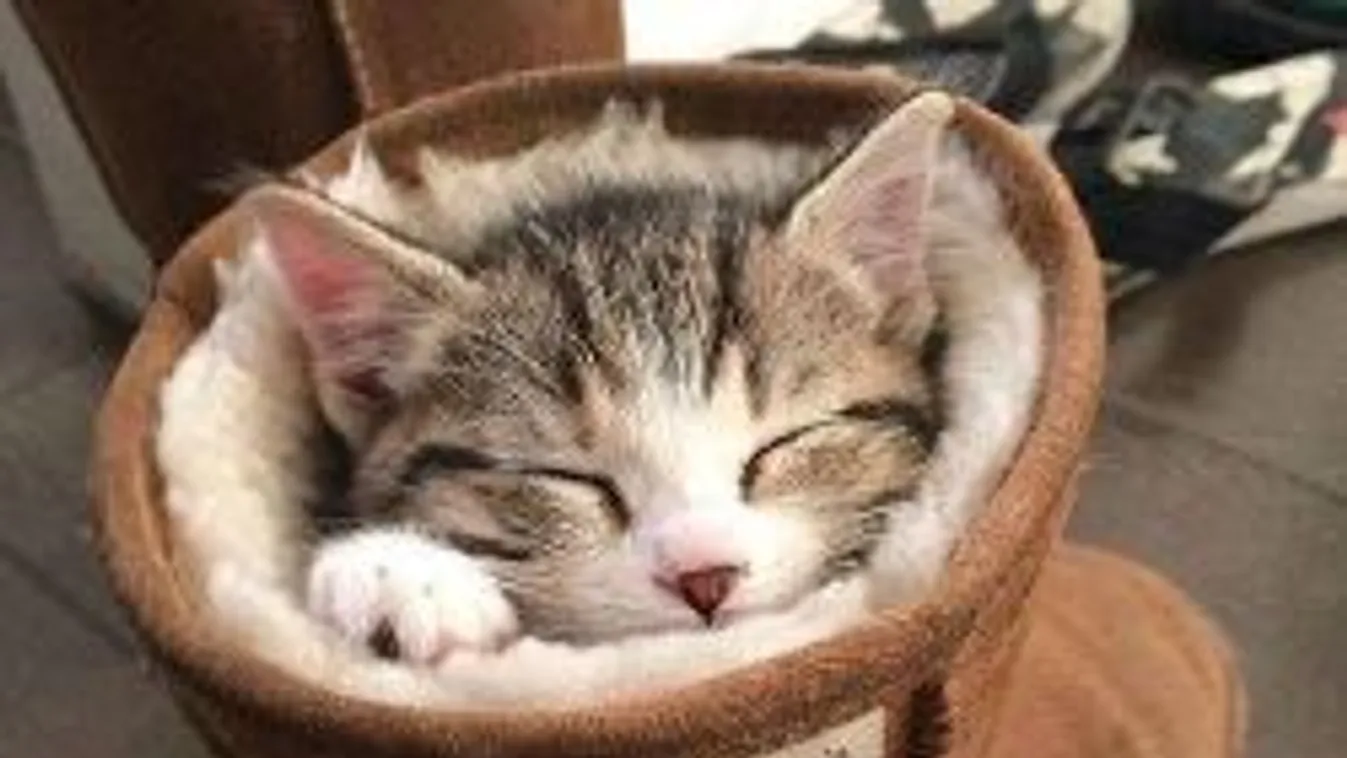 10 bizonyíték, hogy a kiscicák tényleg bárhol elalszanak