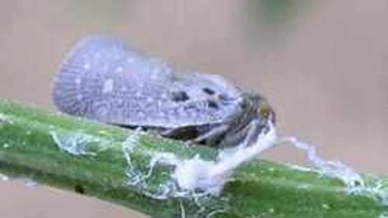 Elszaporodott az amerikai kártevő, tönkreteszi a magyar kerteket