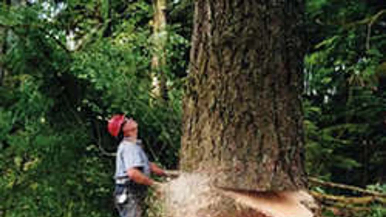 Bemutatjuk a sport igazi favágóját!