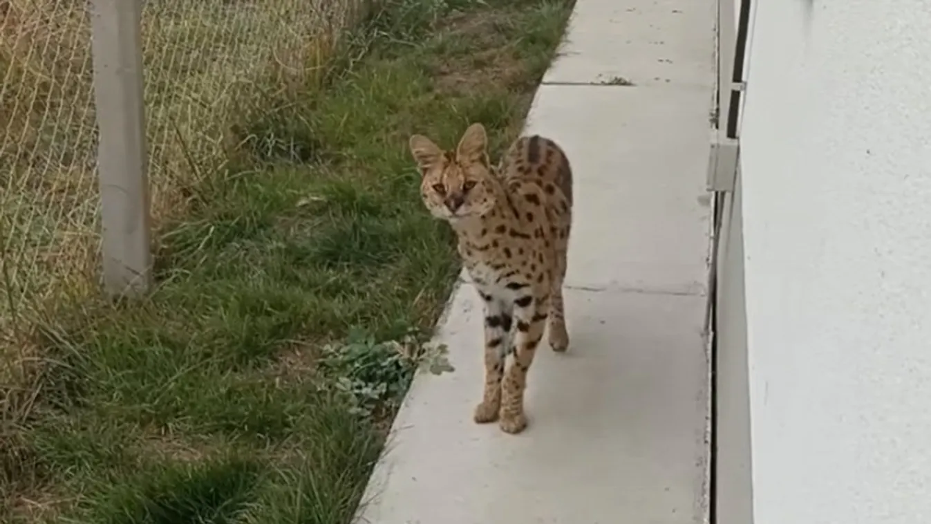 bükki szervál koronavírus