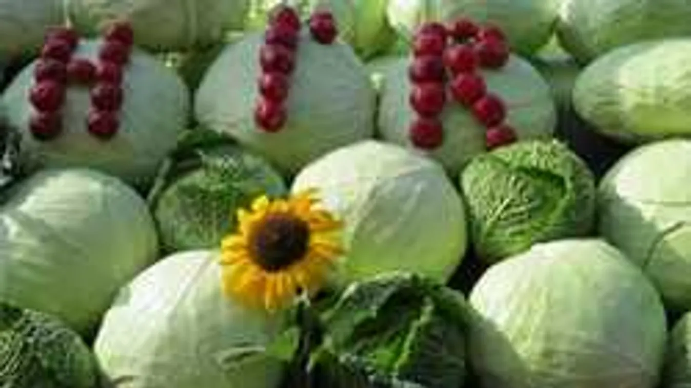 Gasztrokaland Vecsésen