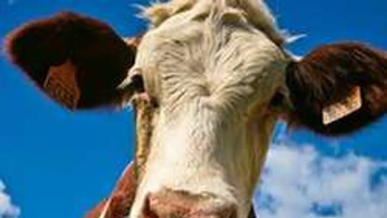 Zavarodott marha New York utcáin, a vágóhídról szökött meg