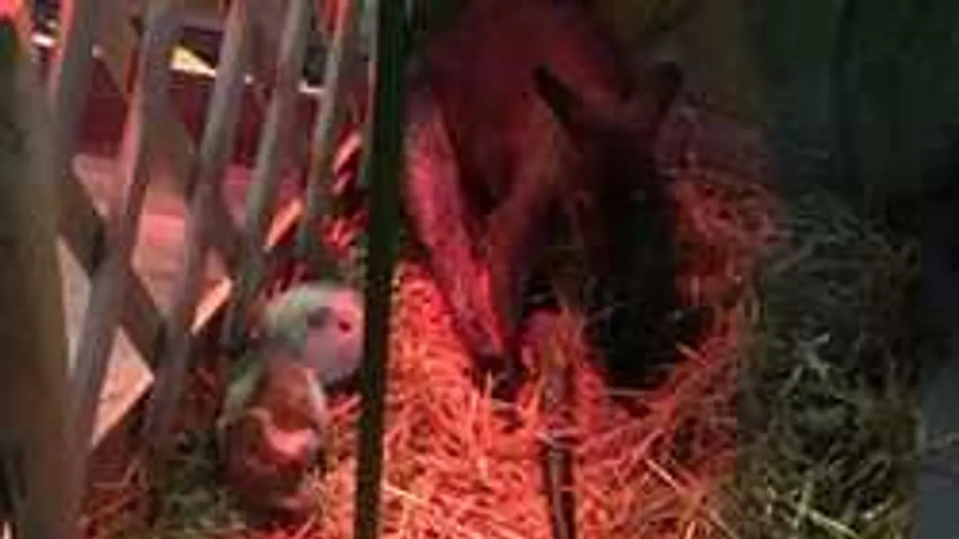 Állatkínzás a pesti kávézóban, a szakemberek is megdöbbentek