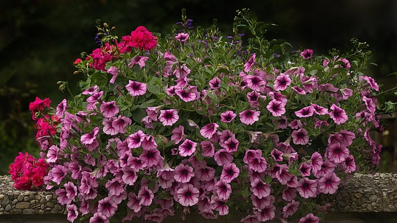 Csodálatos petúnia: így lesz egész nyáron virágözön a teraszon