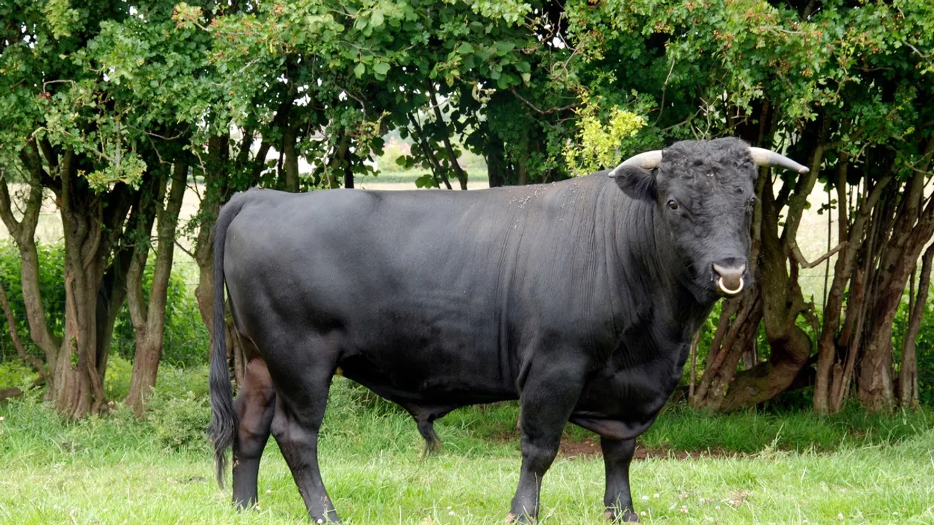 Dexter Bull, pedigree rare breed