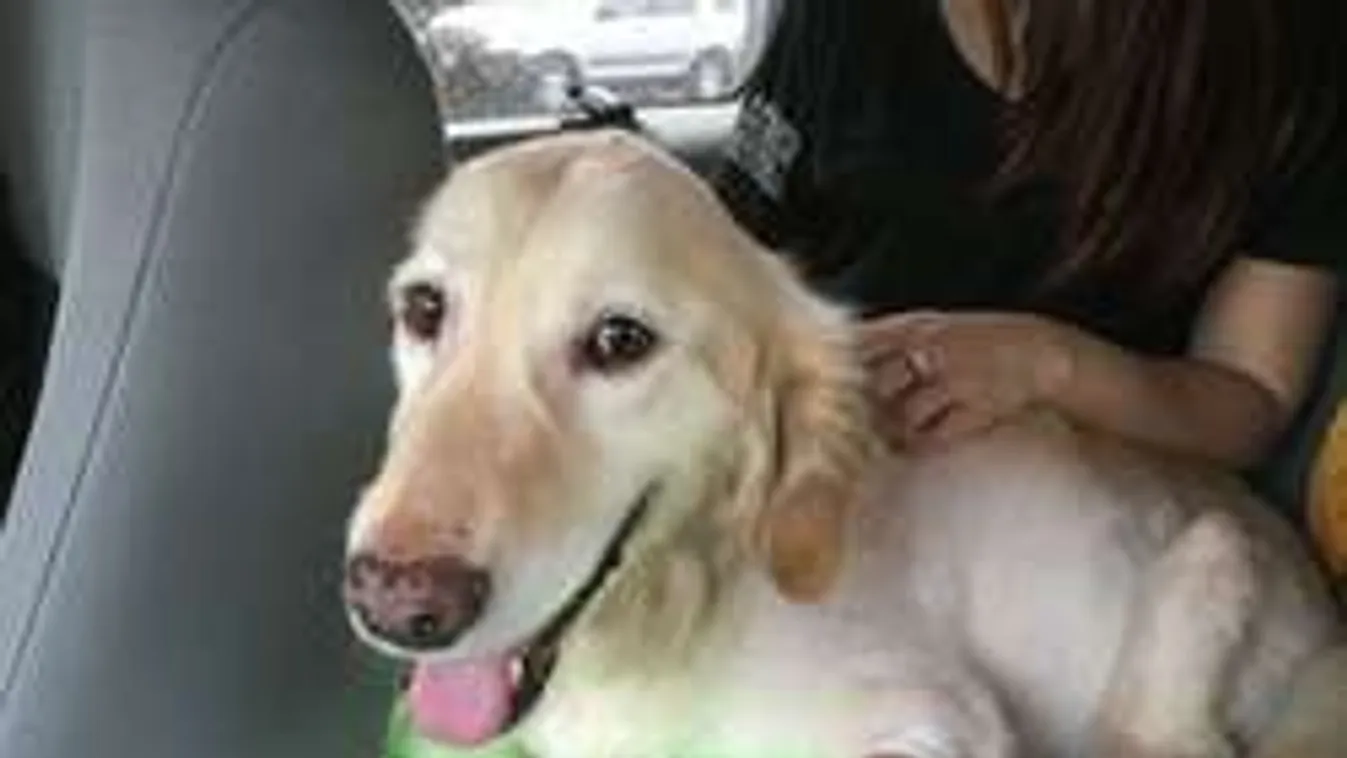 Hentesnek akarták eladni a kutyát, de megmenekült