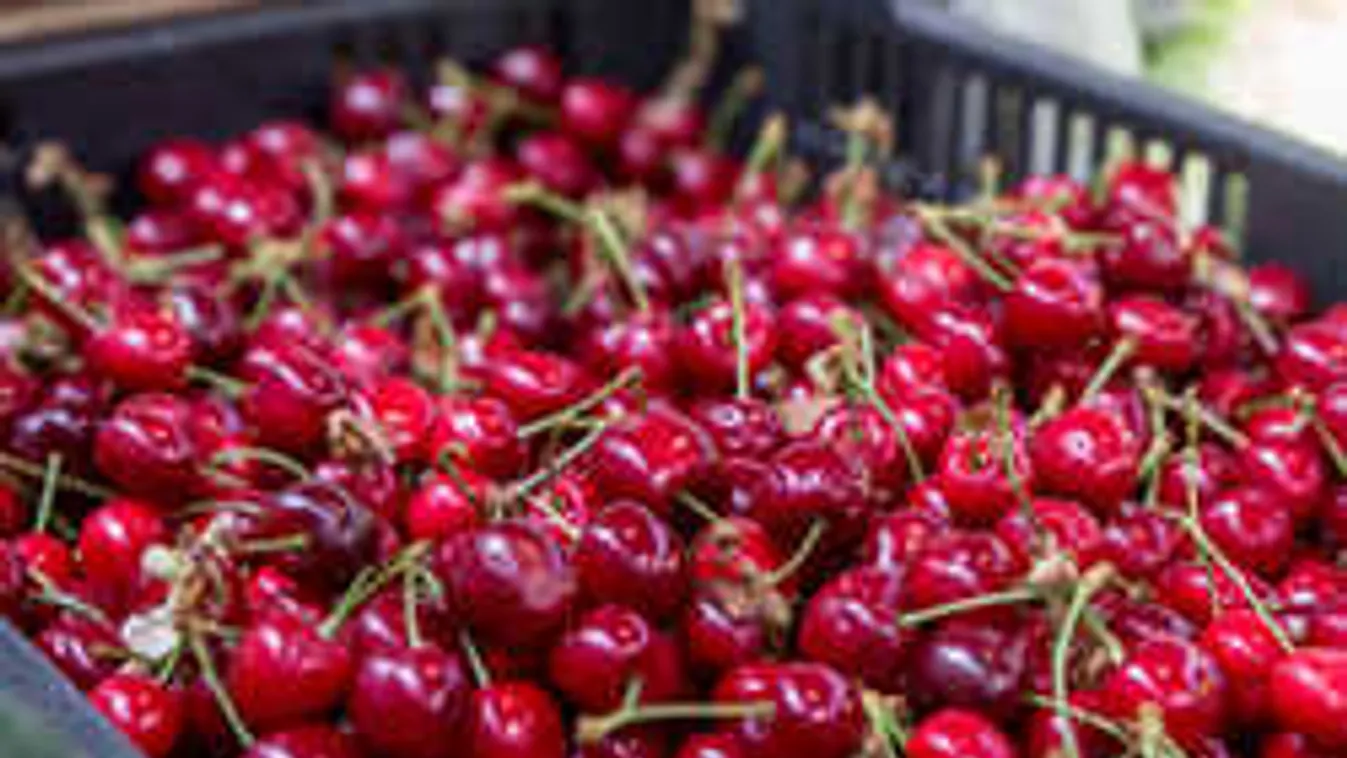 Ilyen még nem volt, hihetetlen korán érik hazánkban a cseresznye